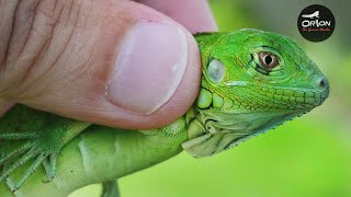 War on the Green Iguana - Hunting from Home Pt.2 | Orion the Iguana Hunter