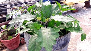 Terrace gardening # Brinjal # Tomato plants @DebunkTV