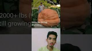 World Biggest 900Kg Pumpkin Growing Timelapse #shorts #timelapse