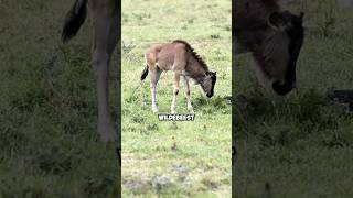 Wildebeest Calves Run Minutes After Birth! 🐃 #viralvideo #shorts