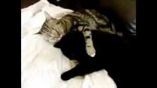 Cat love.wmv