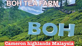 BOH TEA FARM | CAMERON HIGHLANDS (MALAYSIA) 2024