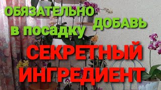 💥СЕКРЕТНЫЙ ИНГРЕДИЕНТ В ПОСАДКЕ💥СМОТРЕТЬ ДО КОНЦА❗