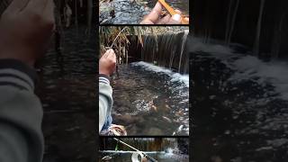 Micro Fishing - Strike Nila Merah Bikin Joran Hampir Patah - Mancing Wader Di Sungai #microfishing