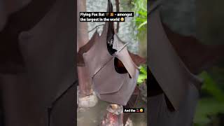 The Flying Fox Megabat - largest in the world 😳🦇 what would you do? 😅 #shorts