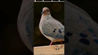 Pigeon | Animals #shorts #wildlife #bird