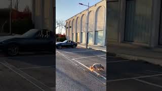 Dog, Car and Drone on the set