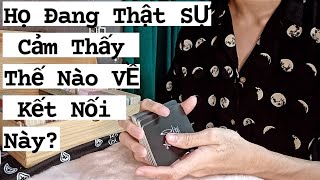 Họ Đang Thật Sự Cảm Thấy Thế Nào Về Kết Nối Giữa Bạn Và Họ ? - Chọn 1 tụ bài tarot