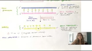 LA TRANSCRIPTION EUCARYOTE (postbac)