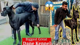 Biggest Great Dane farm in Haryana 😱|| Gaint Great Danes