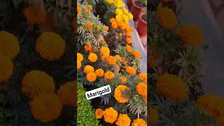 💐 🌹 🌸 🌻 | #flowers #marigold #shorts #shortsfeed #north #india #ytshorts #trending #viral #flowerart