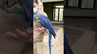 Beautiful purple macaw