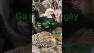 Gà nồi úm 20 ngay tuôi