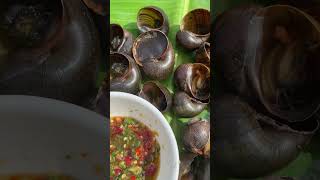 snail the most delicious food