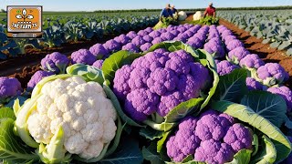 What’s the secret of the PURPLE cauliflower? Discover this NATURAL beauty of nature!