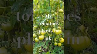 #Uk#allotment#tomatoes#plants#