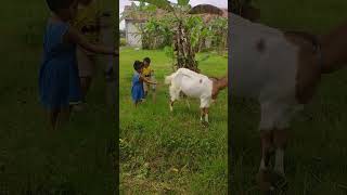 BERMAIN LAGI BERSAMA KAMBING #konten #shortvideo #anakanak #belajar #kambing #kambingetawa