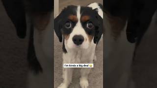 I’m kinda a big deal 😂 #dogs #dog #dogshorts #dogsoftiktok #cavalier #kingcharles #spaniel #funny