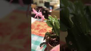 Since moving the Holiday Cactus indoor, it has begun to bloom! She likes a warm environment.💓