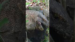 Strange animals exist in Indonesia