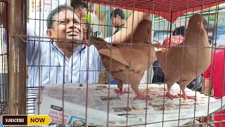 মিরপুর ১ কবুতর ও পাখির হাট. Pigeon Biggest market in Bangladesh. 27 Sep 2024