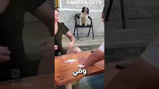 خطة عبقرية بين الكلب و صديقه