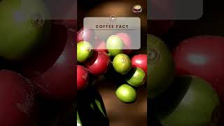 Types of Coffee Arabica and Robusta are #shorts #coffee