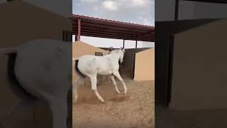 تحن تبي مهر الفرس الثانيه ☹️💔 #خيل #السعودية