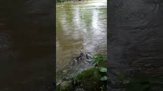 Ecuador rain forest river