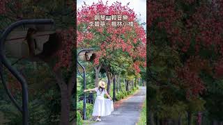 李碧華～楓林小橋❤️鋼琴演奏🎹國語老歌輕音樂《醫院鋼琴志工》