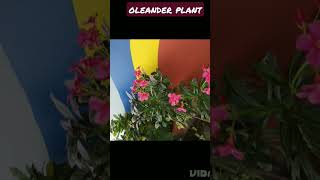 Oleander plant  #shorts  #short #viral  #viralshorts  #viralshort