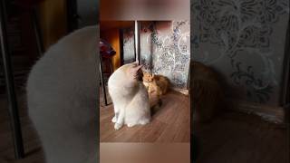 Мои Хвостики #shorts #котики