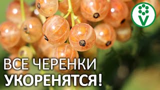 САМЫЙ ЛУЧШИЙ СПОСОБ РАЗМНОЖЕНИЯ СМОРОДИНЫ! Как размножить смородину черенкованием