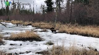 Wolverine running in Northern Ontario