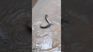 Big size magur catfish harvesting