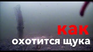 Как щука нападает под водой | подводная съемка | щука охотится на ратана |  рыбалка 2021 | shorts