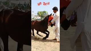 Horse Dance mela kanjwani 2023