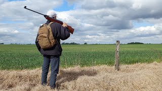 Weihrauch hw80/Beeman r1 - Una tarde de caza con el Percherón. Hunting - Pigeon Hunting.