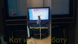 Кот ищет работу ! #Short.