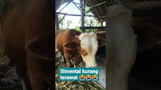 sapi ku kurang perawatan secara maksimal 😭😭