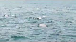 Dolphins Spotted Near Ganpatipule 2020