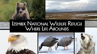 Izembek National Wildlife Refuge: Where Life Abounds (Visitor Center)