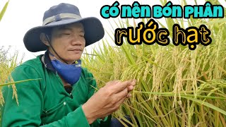 Có nên Bón phân rước hạt cho vụ đông xuân #39 l Thanhdotv