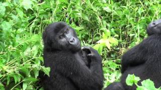 Gorilla tracking in DRCongo