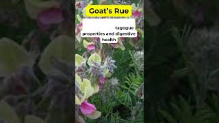 Goats Rue Health Benefits Herbal Plant #holistic #ginsengbenefits #herbalmedicine