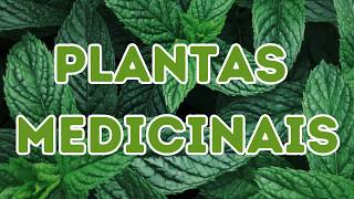 Descubra as Plantas Medicinais Mais Rentáveis para Cultivar Hoje!