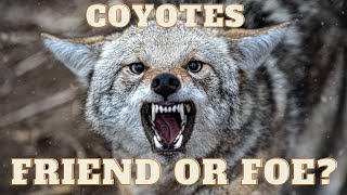 Coyote Hunting Deer! What Can We Learn From It?