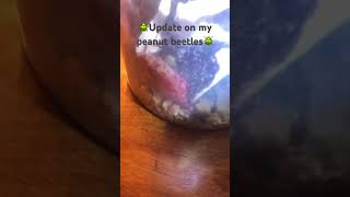 Update on my peanut beetles