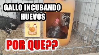 Por que mi gallo esta incubando los huevos? #galloincubandohuevos #galloclueco #gallohuevos