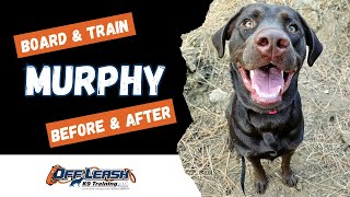 Labrador Retriever, 11 m/o "Murphy" | Incredible Chocolate Lab Obedience Training Spokane